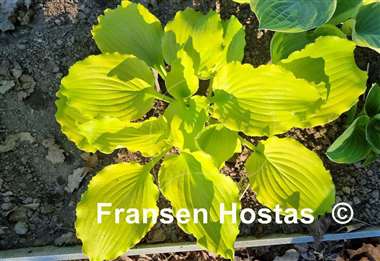 Hosta Seven Year Itch